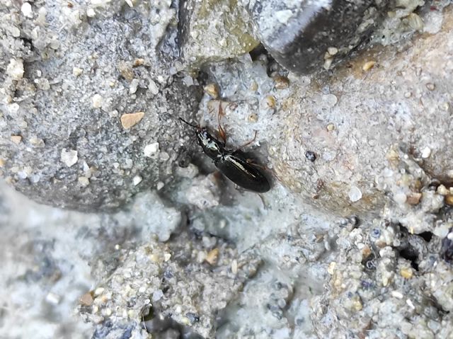 Bembidion 1